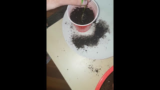 Poor Man's cloning! Cloning cannabis using only water! No rooting hormone!
