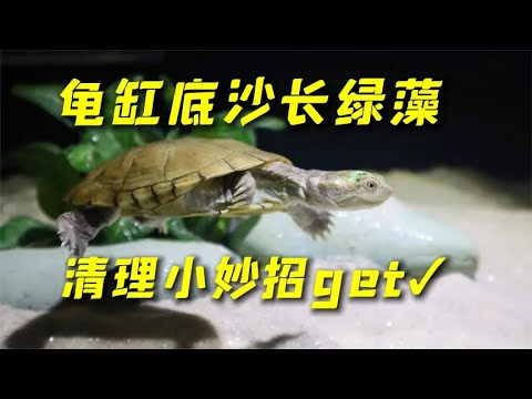 龟缸想铺底沙又怕长绿藻？一招教你搞定底沙的绿藻！颠覆你的认知