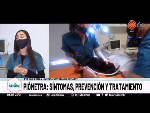 Video: Pyometra: síntomas y tratamiento en perros