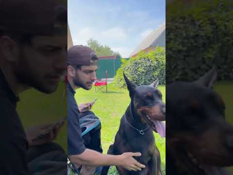 Reynmen'e köpek saldırdı