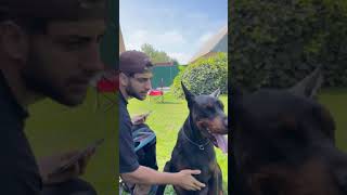 Reynmene Köpek Saldırdı