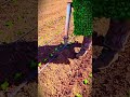 a smart way to plant vegetable seeds that doesn't get tiring easily #shorts