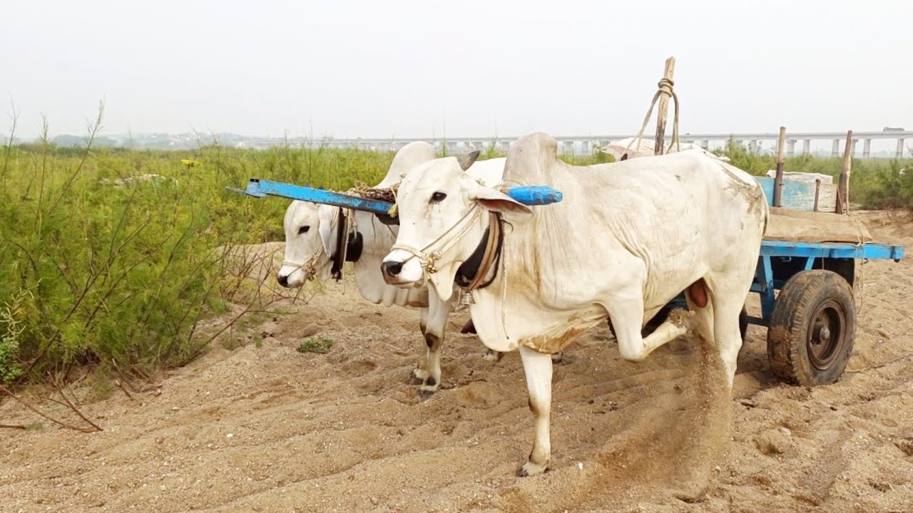 heavy loaded sand cart pulling-ongole bulls-oxen video-ox video-cattle video-bull video-ongole bulls