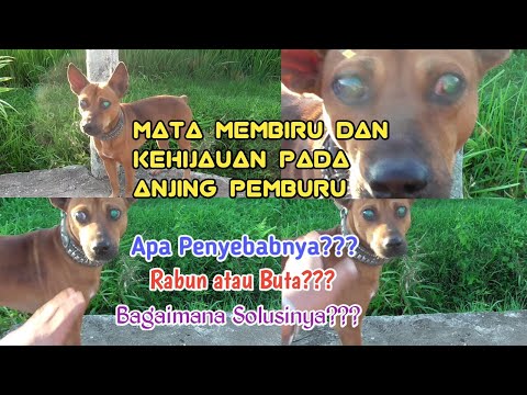 Video: Mengapa Kelopak Mata Ketiga Anjing Saya Ditampilkan?