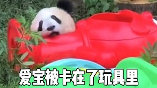 Aibao stuck in toy  head trapped  scared dog barks; Yu Ai saw all [XPM pet diary] screenshot 3