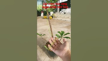 Cây Lộc vừng hoa vàng -Hoa kiểng Cái Mơn, Chợ Lách- Ngọc Ngân Bến Tre 0386569374