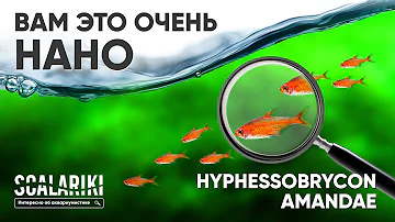 Лучшая рыбка для #акваскейпа и #нано-аквариума - #Тетра #Аманды