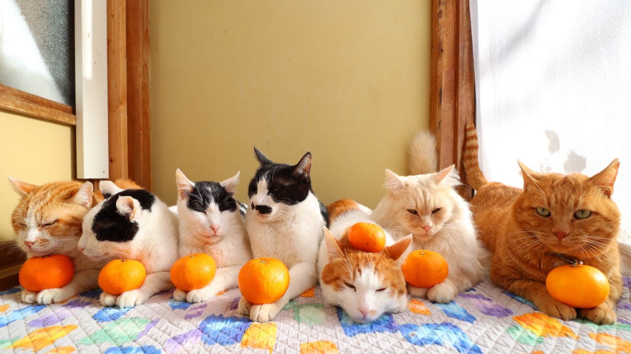 みかんをのせた7匹の猫 230103 - YouTube