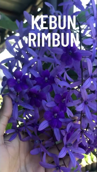 Tanaman Hias 91 bunga biru  tanaman viral tahun 2022