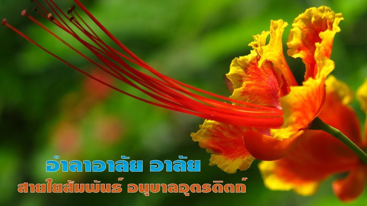 อำลาอาลัย สายใยสัมพันธ์ : Anuban Uttaradit Official