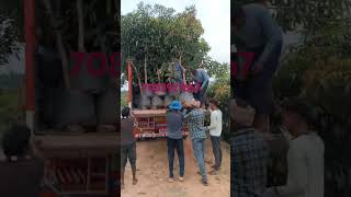 malika mango# totapuri Mango #dashehari# badami mango#