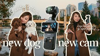 dji osmo pocket 3 vlog test: new dog edition!