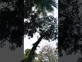 ki holo ki hobe #song #bangla #shortvideo 🌳♥️