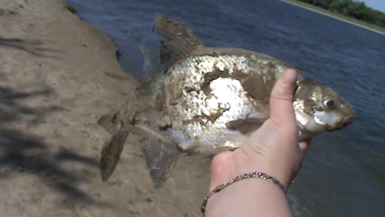 астрахань.рыбалка.Забузан - YouTube