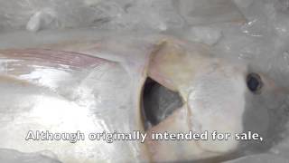 Rare White Tuna on display in Shibuya, Tokyo