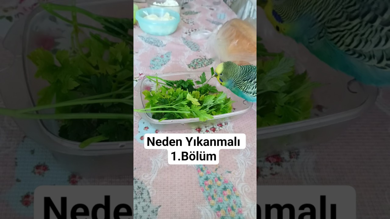Muhabbet Kuşları Neden Yıkanmalı? Banyonun Tüy Sağlığına İnanılmaz Etkisi!