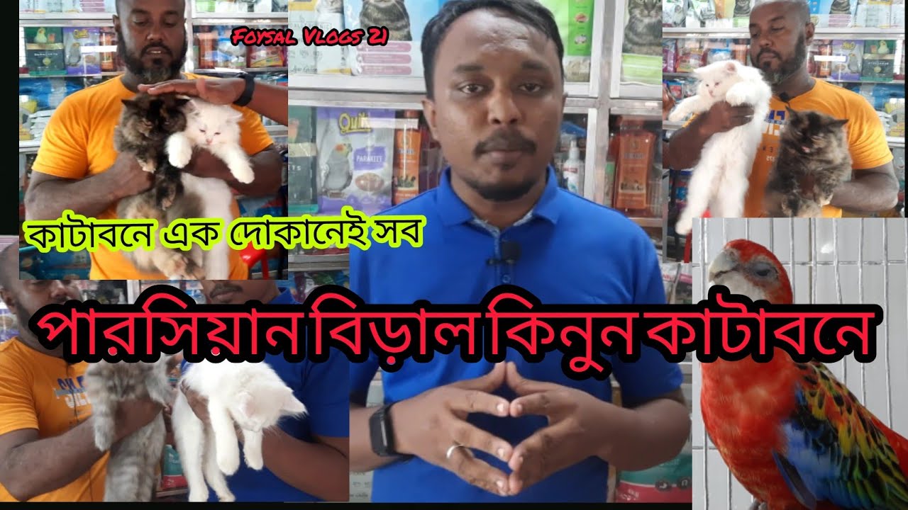 persian cat price in Bangladesh persian cat price in katabon birds