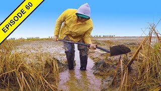 The Rice Fields My Shovel Made!