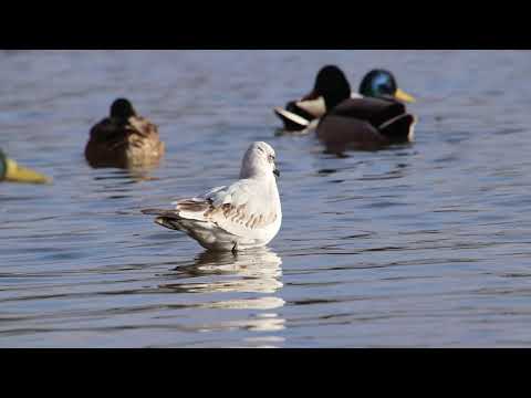 Video: Melngalvas kaija: sugas apraksts, foto, kur tā dzīvo