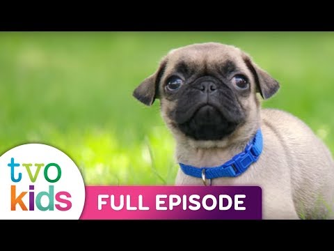 Cutie Pugs Follow The Leader Full Episode