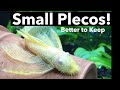 Plecos that Stay Small? Plecostomus Species