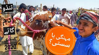 Tando Adam Cow Mandi 2020 | Latest Rates Updates | Bakra Eid 2020 | Qurbani Cows 2020