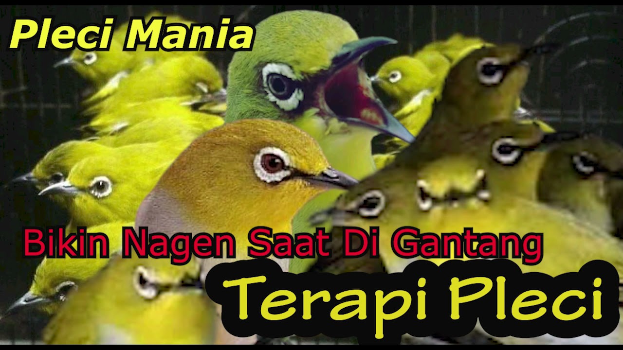 Terapi PLeci JAMIN LANGSUNG NYAUT | MASTERAN AUDIO TERAPI PLECI TERBARU