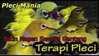 Terapi PLeci JAMIN LANGSUNG NYAUT | MASTERAN AUDIO TERAPI PLECI TERBARU