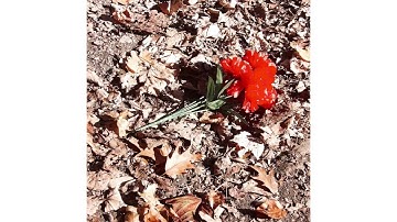 Brandon Bamba - Run Faster (Snippet)