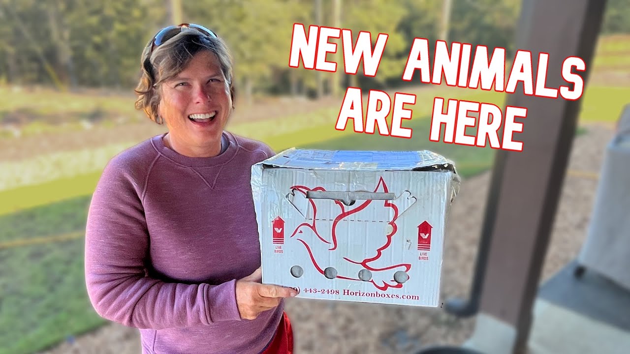 We Got a New Animal In The Mail Today! (Meet Our Adorable New Additions) YouTube