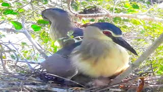 Black crowned bird in both nests take care of the baby#birds