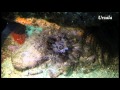 Strange Sea Cucumber feeds actively on plankton, Pulau Weh, Sumatra