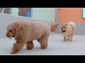友達になったワンちゃんとドッグランに行ってみたチャウチャウ犬