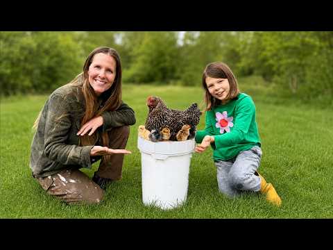 Our Chicken Hatched Eggs on a Bucket