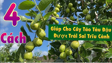 Bốn Cách Giúp Cây Táo Tàu Jujube Đậu Trái Đầy Cành, Ra Trái Nhiều Đợt,Có Trái Ăn Hoài.Houston, Texas