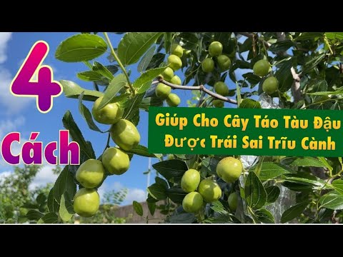 Video Bốn Cách Giúp Cây Táo Tàu Jujube Đậu Trái Đầy Cành, Ra... - youtube