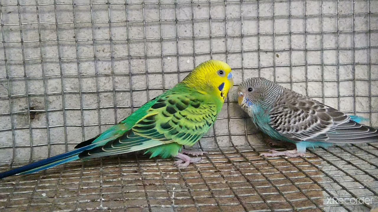 Female Budgies (Budgerigars/Parakeets) Fight Over A Male Budgie