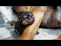 Birth of a black and tan shar pei puppy