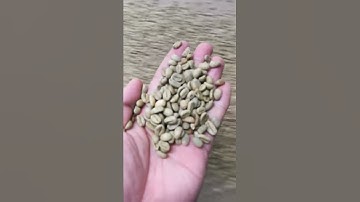 3-10 TPD Complete Coffee Bean Cleaning Line Coffee Bean Cleaning Machine and Sorting Machine