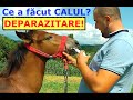 Ce am pățit cu CALUL? Deparazitarea și alte peripeții!