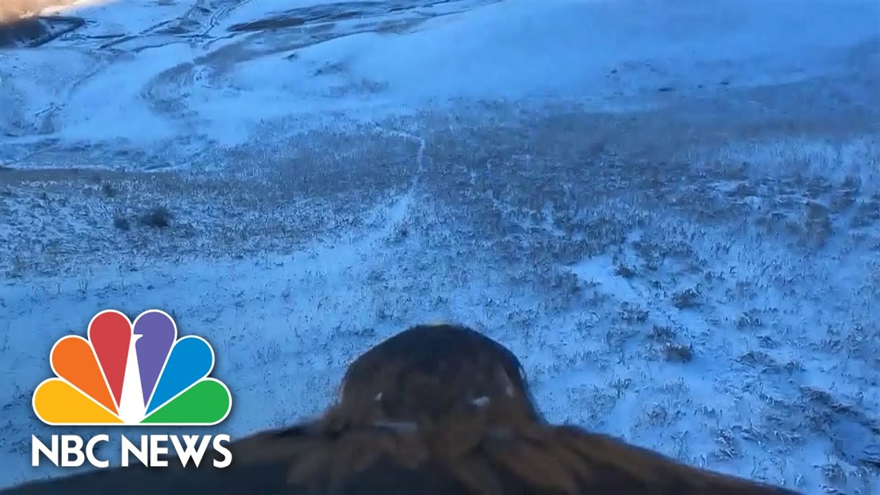 Eagle POV: Watch Winged Hunters Keep Kazakh Tradition Alive