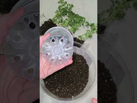 Как легко и просто пикировать или пересадить рассаду томатов