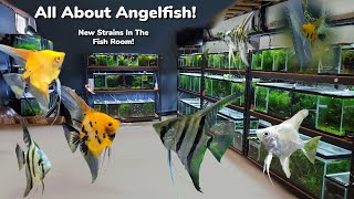Cranking Out Angelfish! New Tank Set Ups, Preparing For The Store  Day In The Fish Room #32