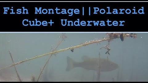 Fish Montage Video || Polaroid Cube+ || w/Underwater Housing