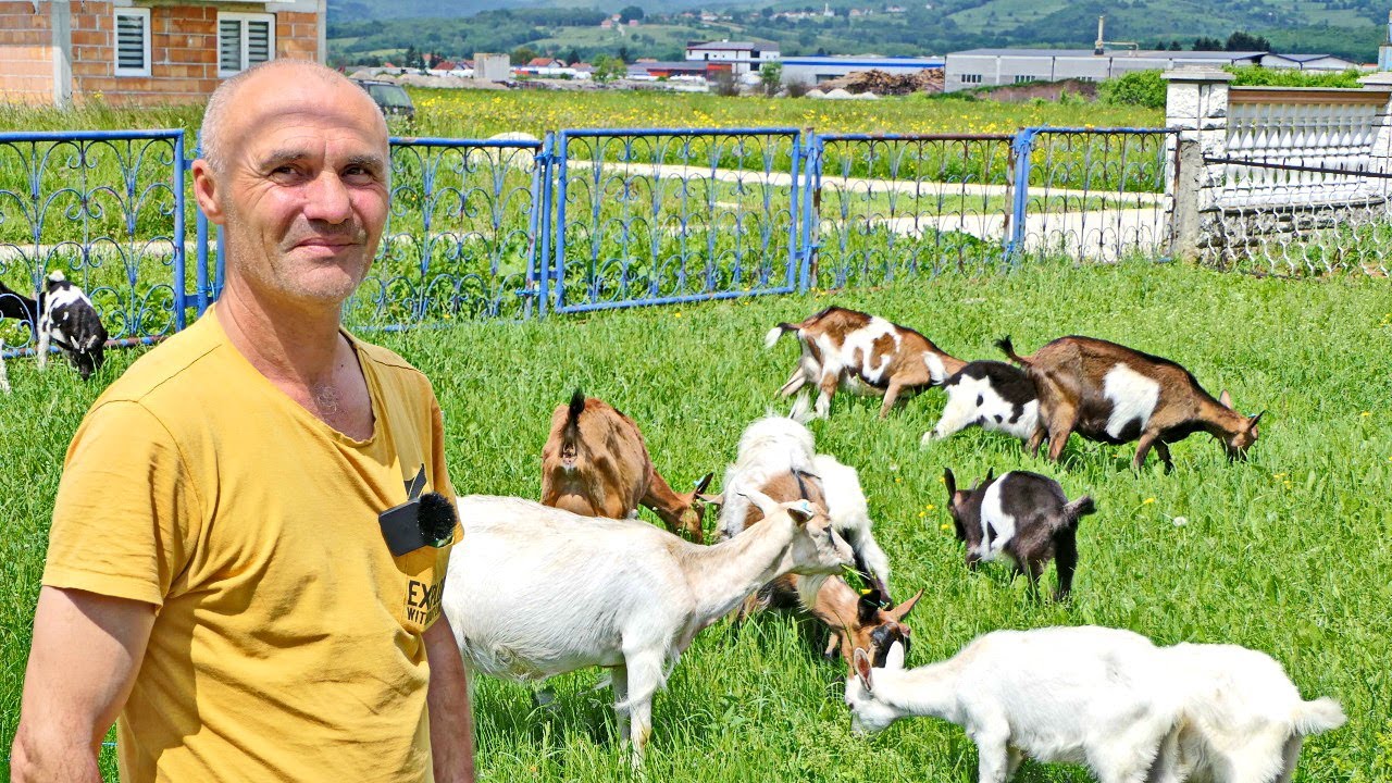Veća mi je računica držati 15 koza nego jednu kravu