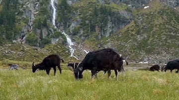 سورة النساء145-162: القارئ/محمد جواد سوالمة