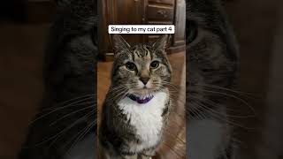 ABC, girl get away from me #cat #cats #kitten #kittens @athenathetabby