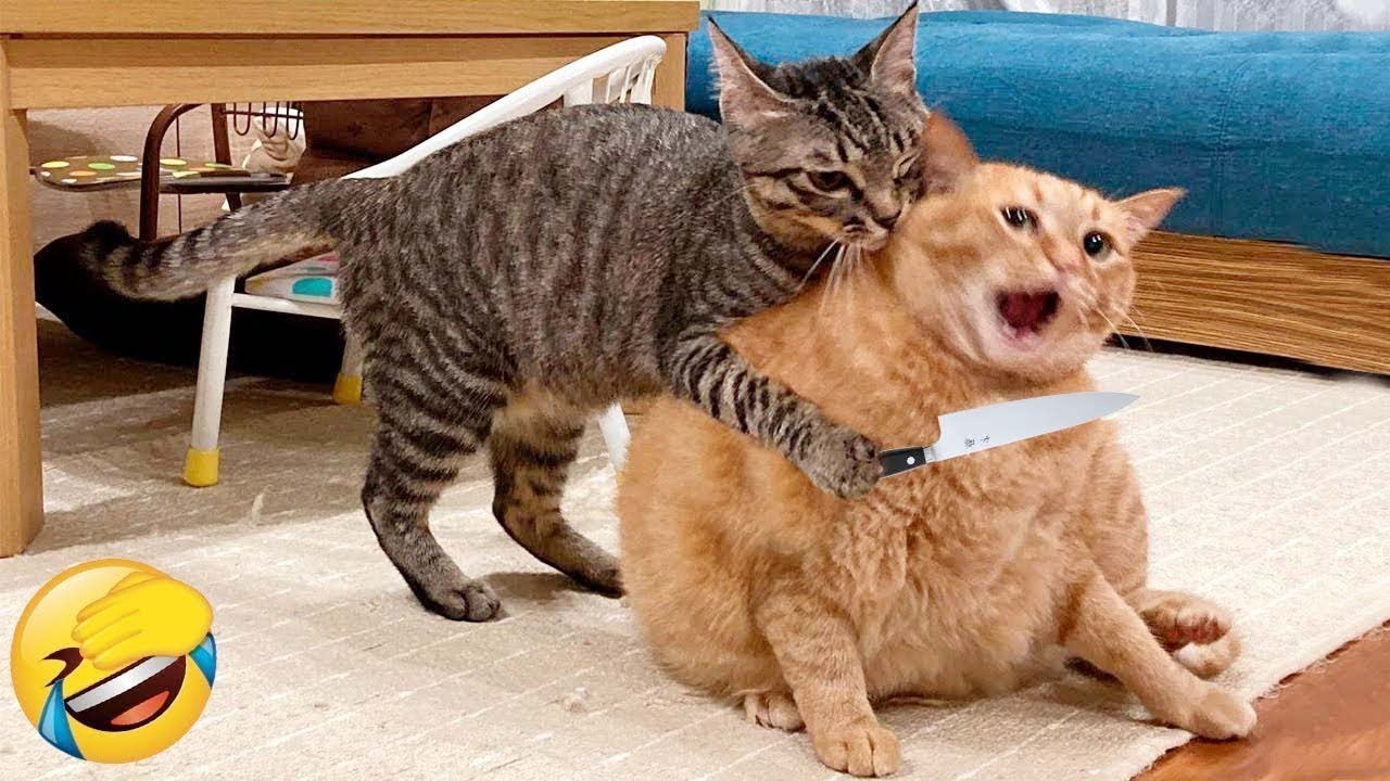 Cute & Funny Pets 2025 🥰😂 #1 | Best Cats & Dogs Compilation 🐾