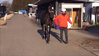 カクタスバンガー180208