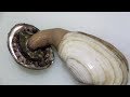 アワビとミル貝をくっつけてみた【刺身の盛り合わせってことね】